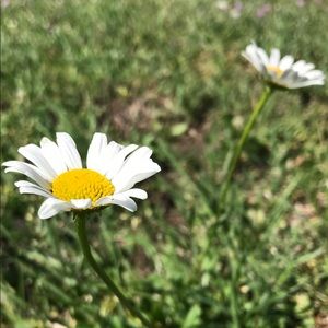 Meet your Posher, Zoe